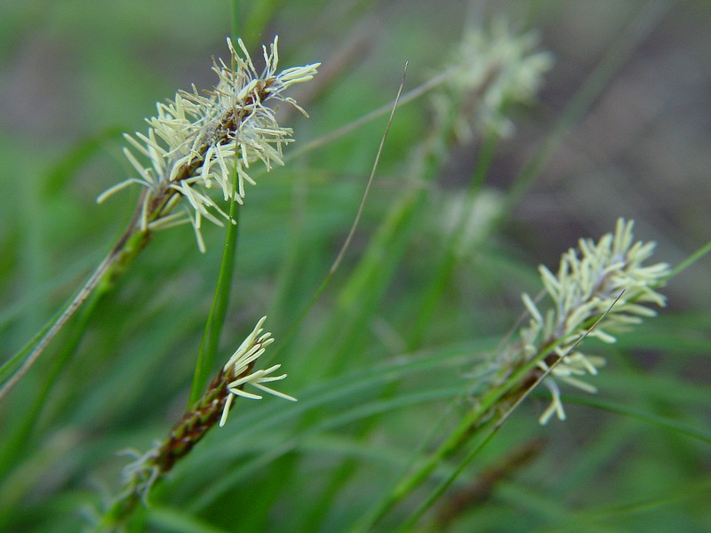 Carex caryopyllea?